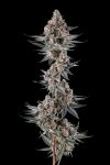 Eye Of JAH Feminised strain by Compound Genetics