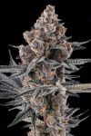 Eye Of JAH Feminised strain by Compound Genetics