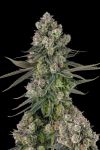 Glue Lotus Feminised strain by Compound Genetics