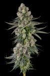 Glue Lotus Feminised strain by Compound Genetics