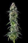 Afters Feminised strain by Compound Genetics
