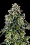 Afters Feminised strain by Compound Genetics
