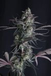 Pineapple OG Auto strain by Fast Buds