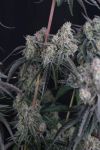Pineapple OG Auto strain by Fast Buds