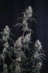Pineapple OG Auto strain by Fast Buds