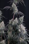 Pineapple OG Auto strain by Fast Buds