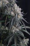 Pineapple OG Auto strain by Fast Buds