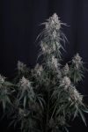 GMO Auto strain by Fast Buds