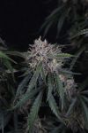 GMO Auto strain by Fast Buds