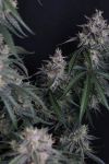GMO Auto strain by Fast Buds