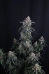 GMO Auto strain by Fast Buds
