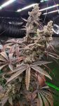 Strawzilla strain by Umami Seed Co