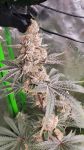 Strawzilla strain by Umami Seed Co