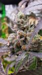 Strawzilla strain by Umami Seed Co