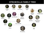 Strawzilla strain by Umami Seed Co
