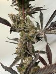 Melt Mode strain by Umami Seed Co