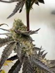Melt Mode strain by Umami Seed Co