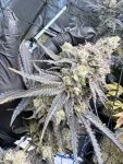 Juice Pack strain from Umami Seed Co