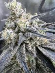 Juice Pack strain from Umami Seed Co
