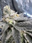Juice Pack strain from Umami Seed Co