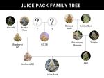 Juice Pack strain from Umami Seed Co