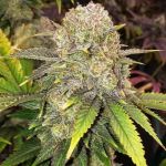Master Kush RBX Feminizowane Nasiona