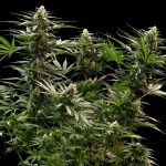 The 2019 strain from Royal Queen Seeds