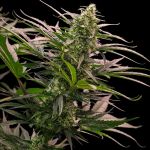 The 2019 strain from Royal Queen Seeds