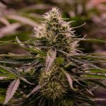 The 2019 strain from Royal Queen Seeds