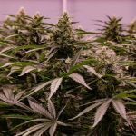 The 2019 strain from Royal Queen Seeds
