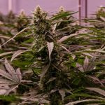 The 2019 strain from Royal Queen Seeds