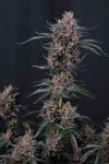Mango Cherry Runtz Auto strain from Fast Buds
