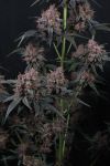 Mango Cherry Runtz Auto strain from Fast Buds