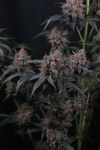 Mango Cherry Runtz Auto strain from Fast Buds