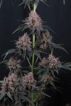 Mango Cherry Runtz Auto strain from Fast Buds
