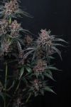 Mango Cherry Runtz Auto strain from Fast Buds