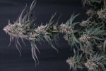 Mendo Cherry Cookies Auto from Fast Buds