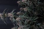 Mendo Cherry Cookies Auto from Fast Buds