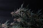 Mendo Cherry Cookies Auto from Fast Buds
