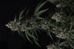 Banana Cherry Cookies Auto strain by Fast Buds