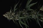 Banana Cherry Cookies Auto strain by Fast Buds