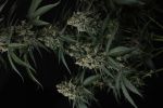 Banana Cherry Cookies Auto strain by Fast Buds