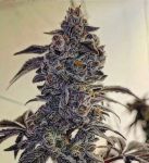 Fuego'z R1 Feminised Seeds