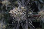 Mendo Frost Auto strain by Fast Buds