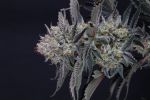 Mendo Frost Auto strain by Fast Buds