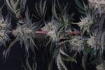 Mendo Frost Auto strain by Fast Buds