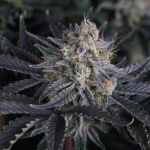 Mendo Frost Auto strain by Fast Buds