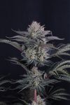 Mendo Frost Auto strain by Fast Buds