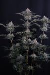 Mendo Frost Auto strain by Fast Buds
