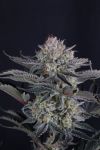Mendo Frost Auto strain by Fast Buds